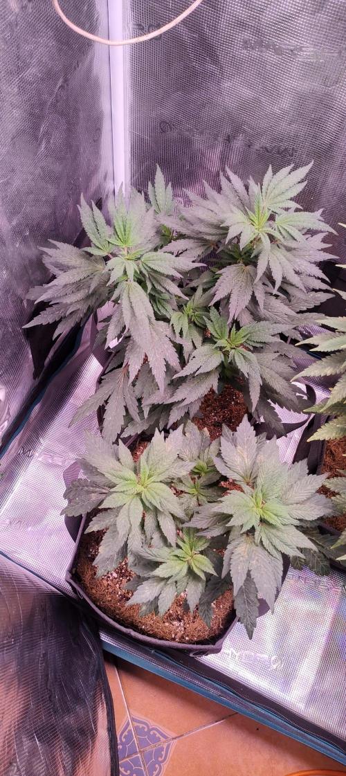 Hx002. Week 1 - Gsc Fc