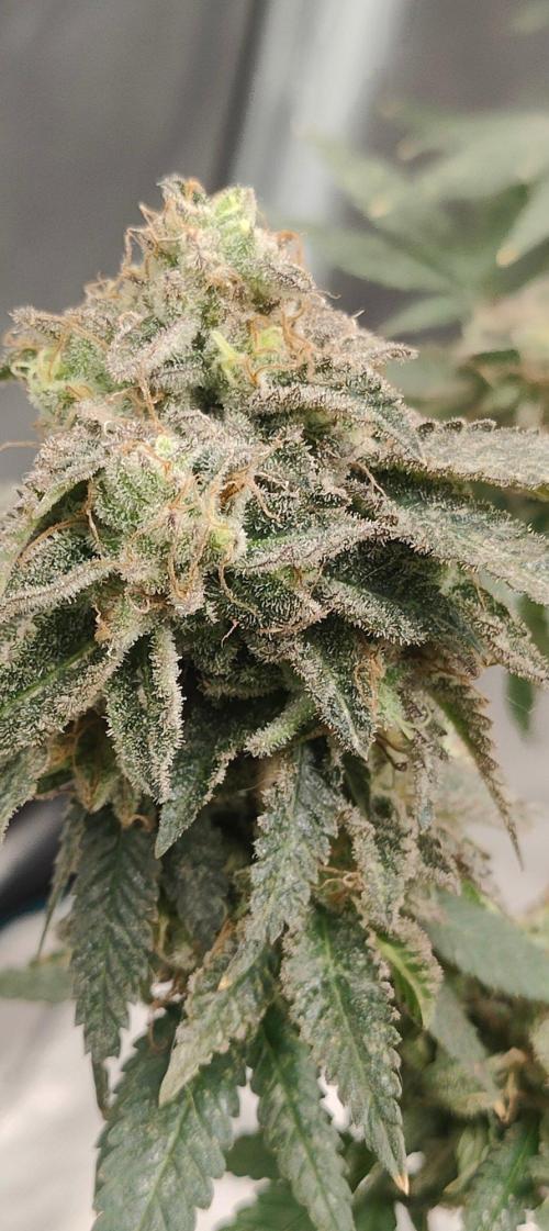 Hx002. Week 9 - zombie B #1