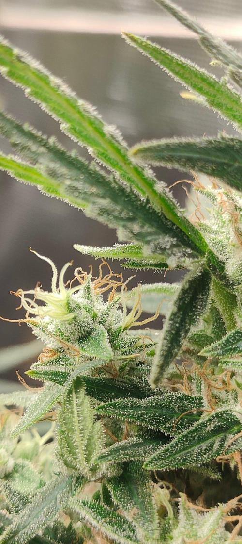 Hx002. Week 9 - Black Bomb 