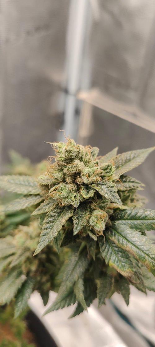 Hx002. Week 9 - Zb #2