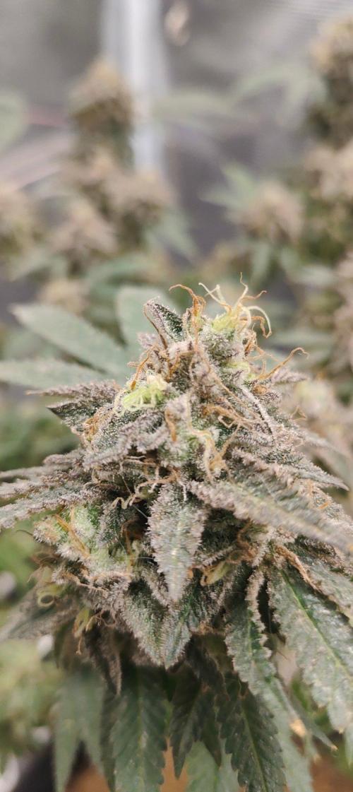 Hx002. Week 9 - Zb #1