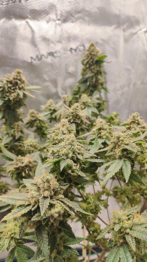 Hx002. Week 9 - ZB #2