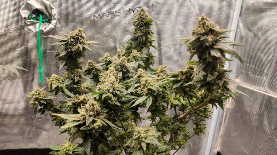 Hx002. Week 9 - Zb #2
