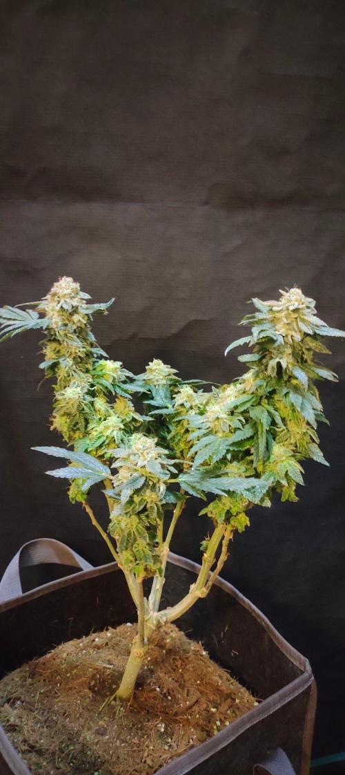 Hx002. Week 9 - GSC #2 