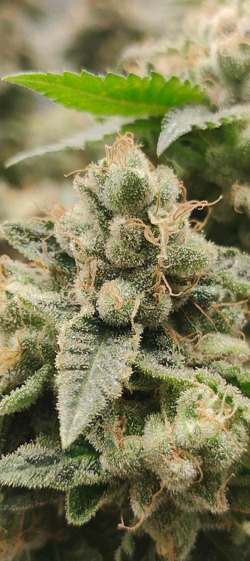 Hx002. Week 9 - Zb #2