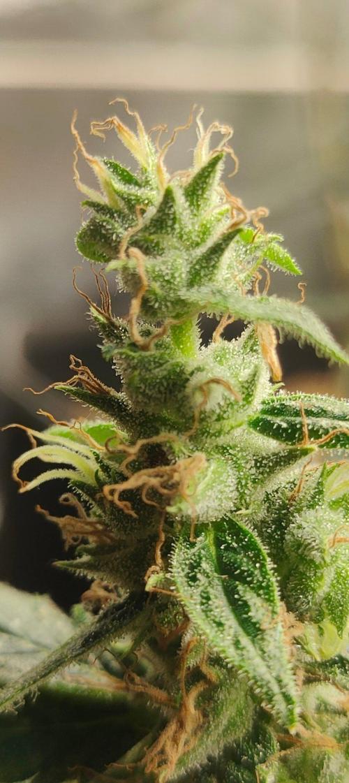 Hx002. Week 9 - Black Bomb 