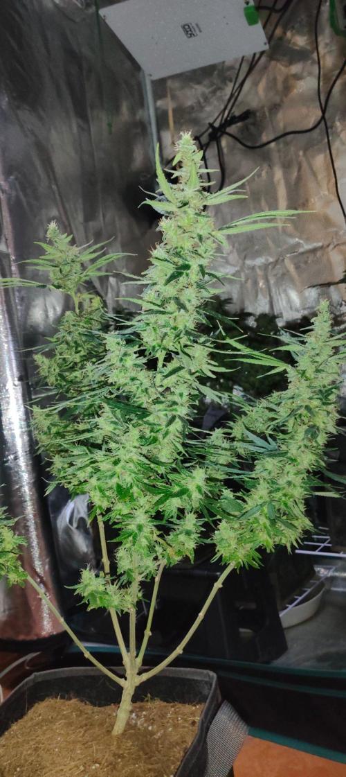 Hx002. Week 9 - Black Bomb 