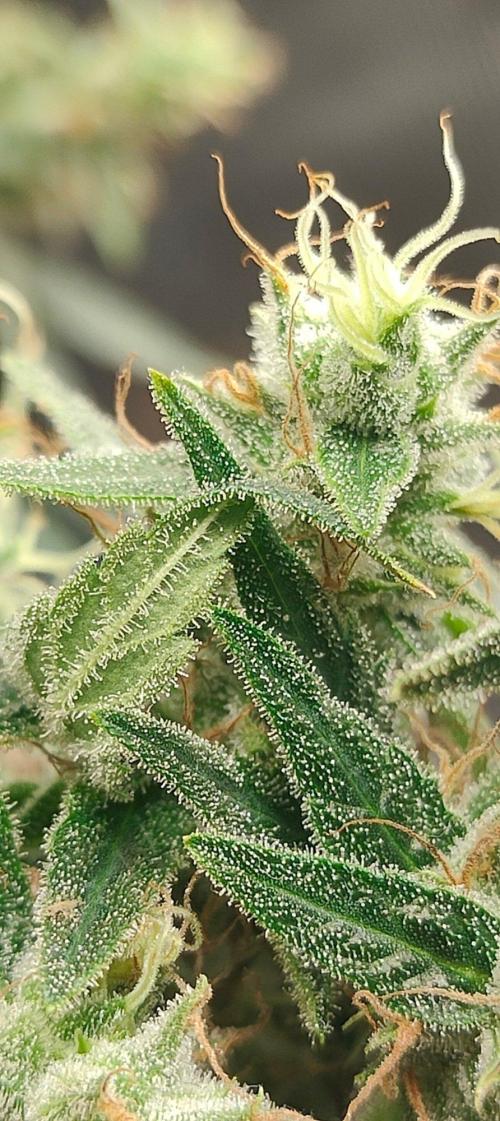 Hx002. Week 9 - Black Bomb 