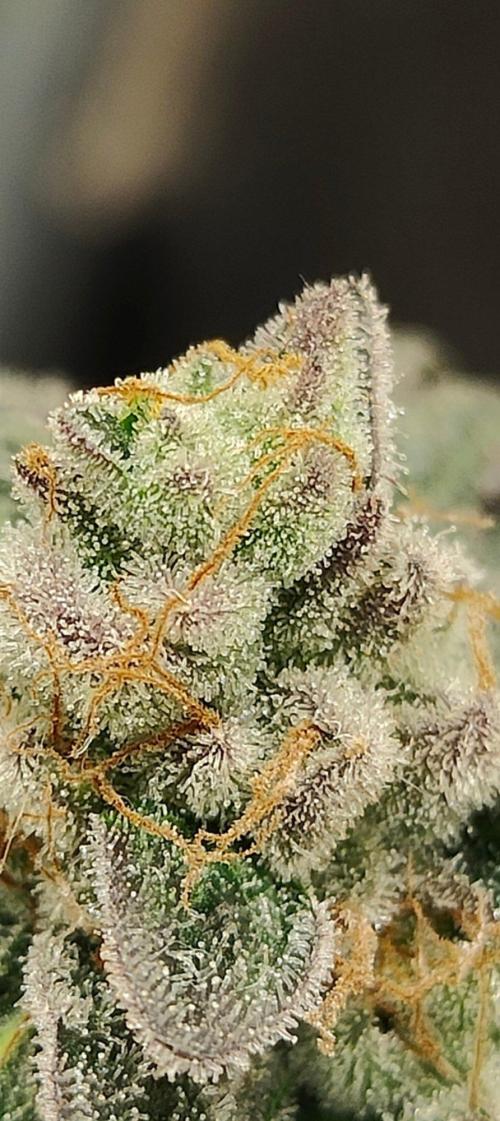 Hx002. Week 9 - GSC #2