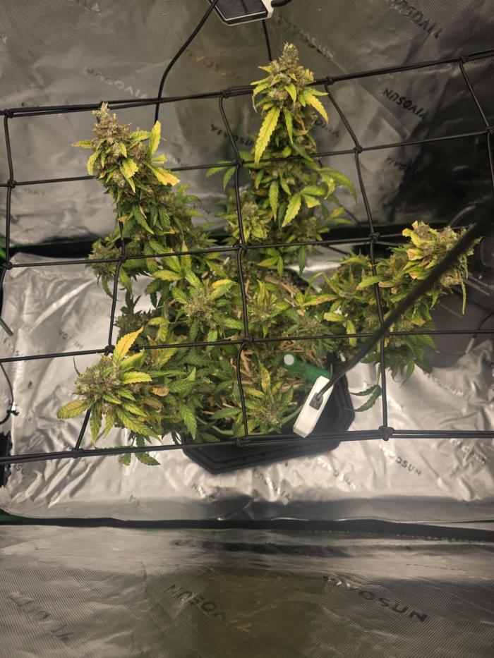 CBG RELIEF auto. Week 7 - I guess for my first ever grow attempt I'm almost there 