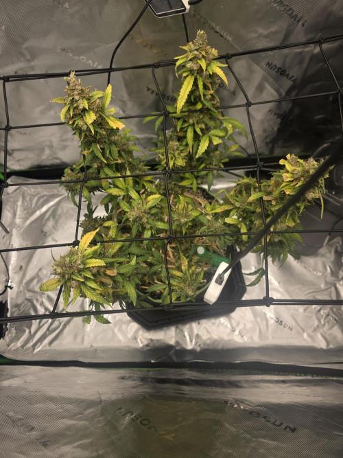 CBG Relief Auto. Week 7