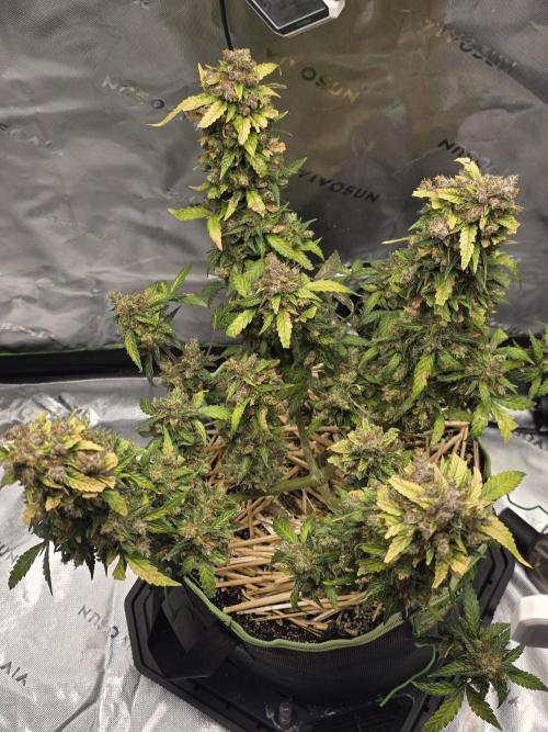 CBG RELIEF auto. Week 8 - Colas are tighter smell getting stronger