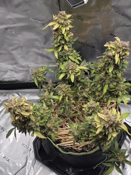 CBG RELIEF auto. Week 8 - Gonna check trichome Sunday Week 9 is coming up