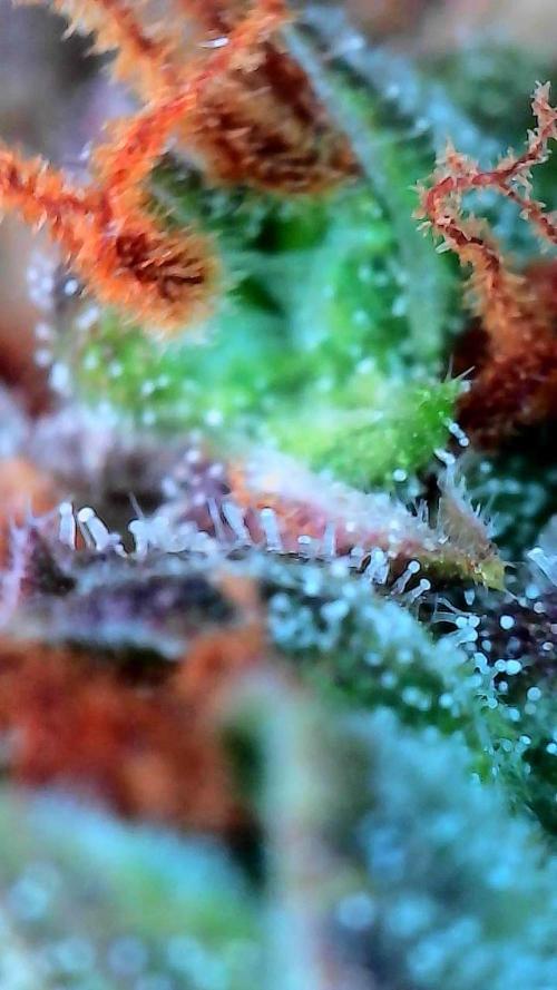 CBG RELIEF auto. Week 8 - Trichome-rich 