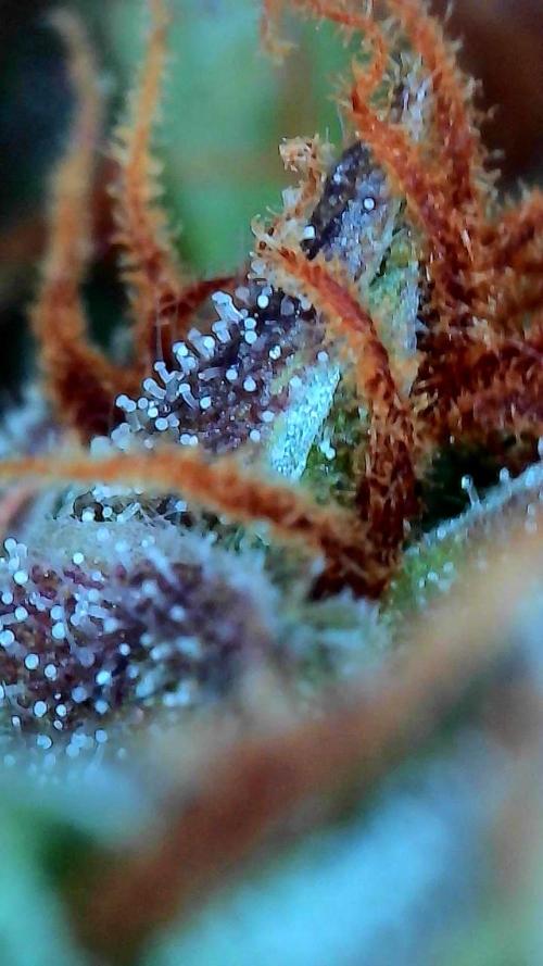 CBG Relief Auto. Week 8