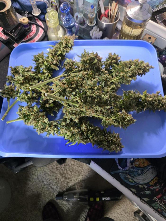CBG RELIEF auto. Week 9 - I first run in the books hope I did good!