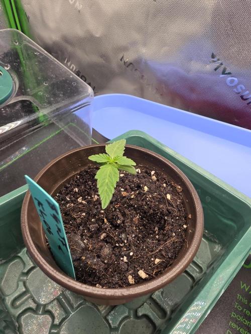 Bubblegum × Juicy . Week 0