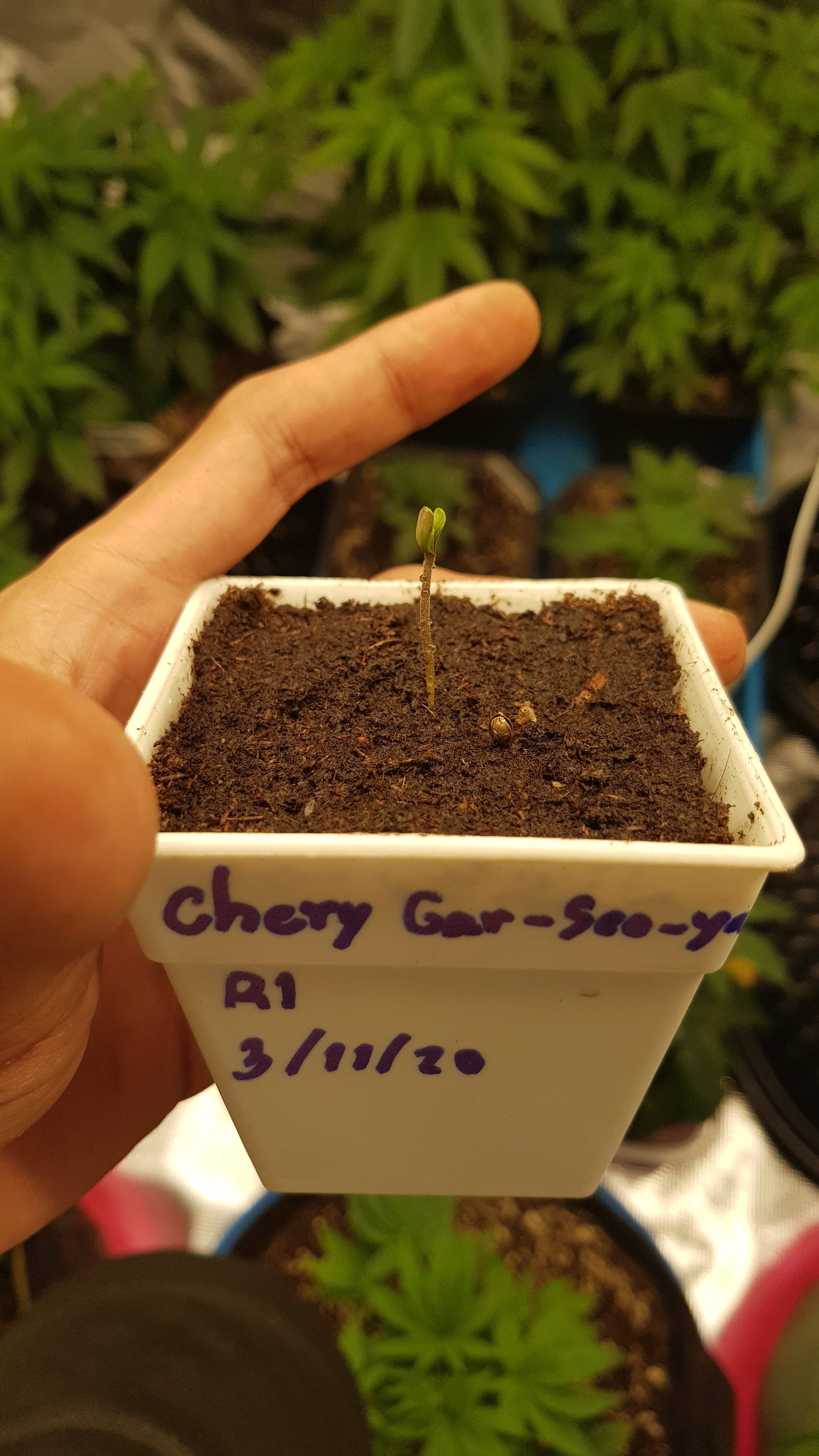 ETHOS Crescendo RBX1, ETHOS Cherry Garseeya R1