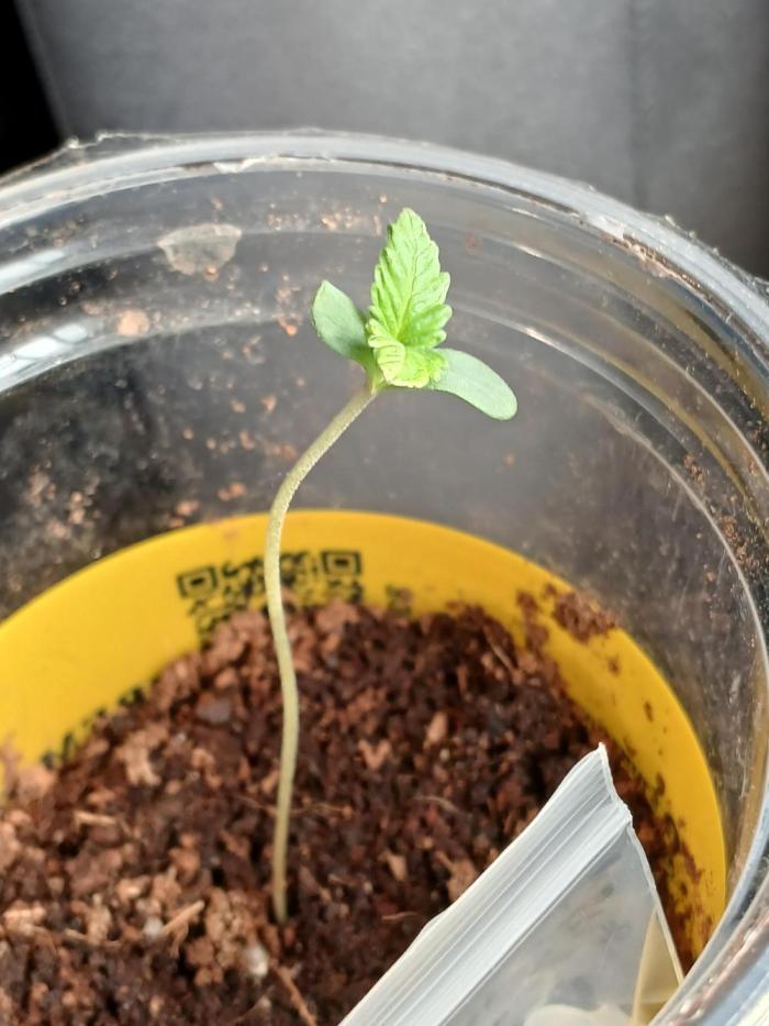 2026 May. Week 0