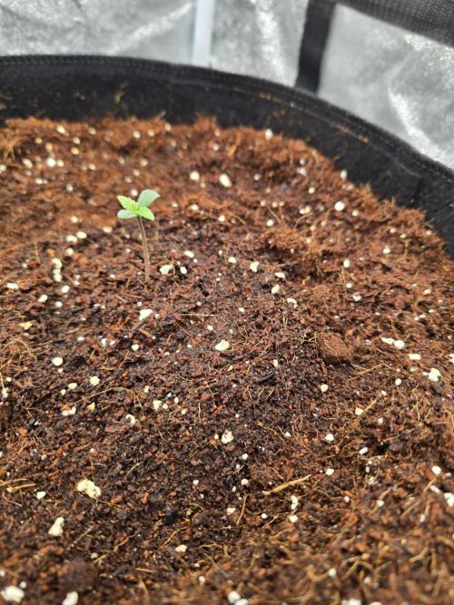 Gorilla Punch from Fast Buds 42. Week 0