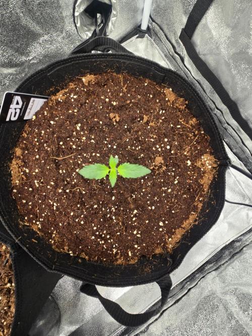 Gorilla Punch from Fast Buds 42. Week 0
