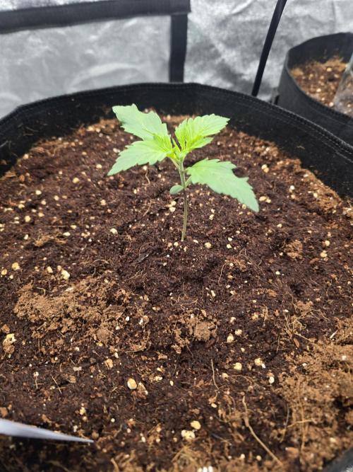 Gorilla Punch from Fast Buds 42. Week 1