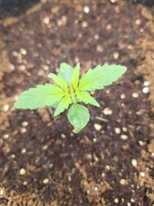 Gorilla Punch from Fast Buds 42. Week 1