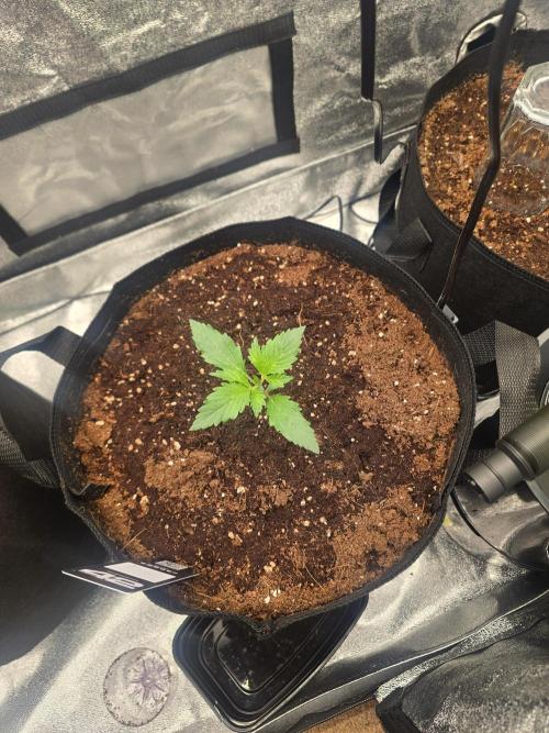 Gorilla Punch from Fast Buds 42. Week 1