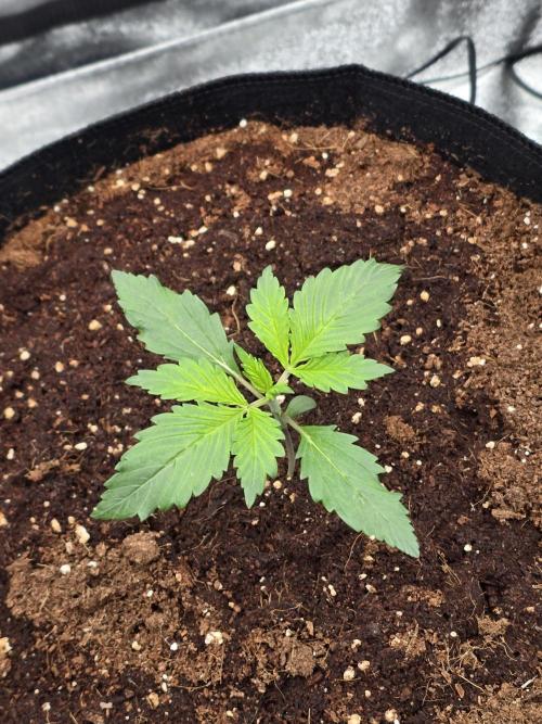 Gorilla Punch from Fast Buds 42. Week 1