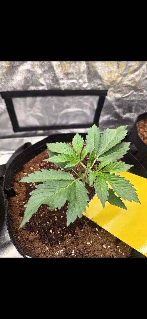 Gorilla Punch Auto. Week 2