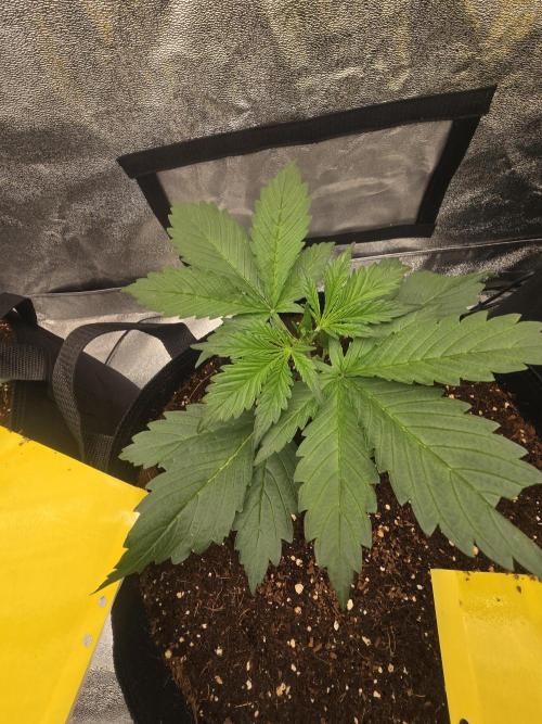 Gorilla Punch from Fast Buds 42. Week 3