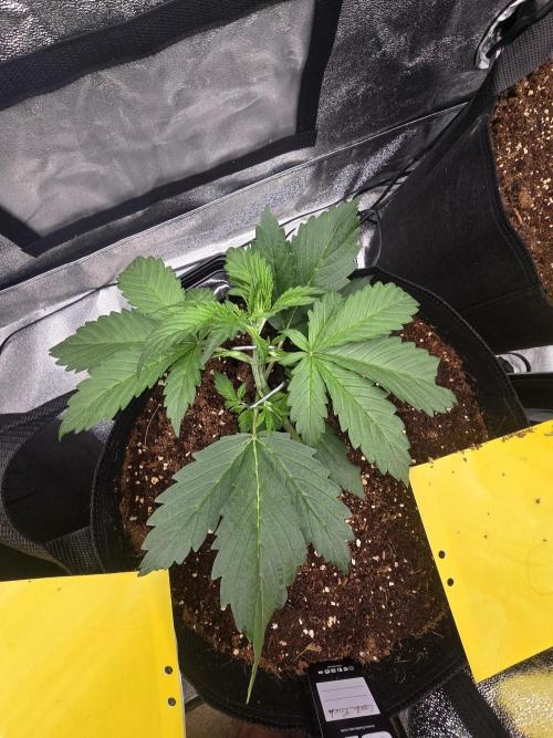Gorilla Punch from Fast Buds 42. Week 3