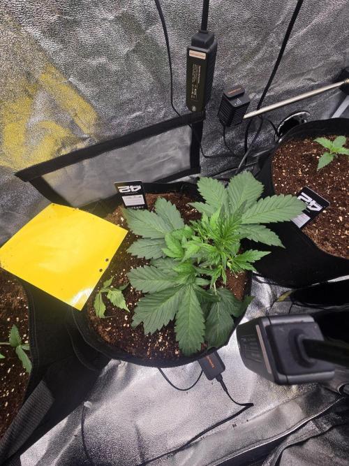 Gorilla Punch from Fast Buds 42. Week 3