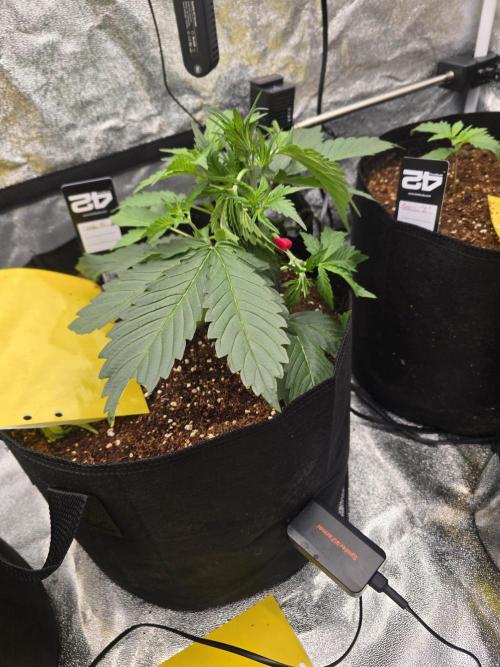 Gorilla Punch from Fast Buds 42. Week 3