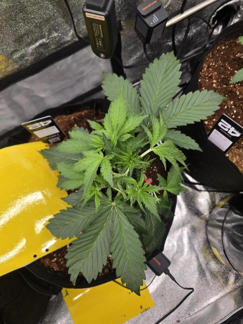 Gorilla Punch from Fast Buds 42. Week 3