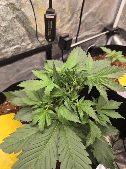 Gorilla Punch from Fast Buds 42. Week 3