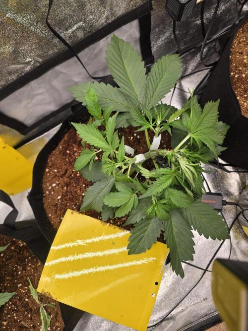 Gorilla Punch from Fast Buds 42. Week 3