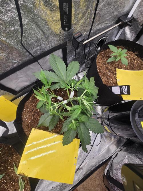 Gorilla Punch from Fast Buds 42. Week 3