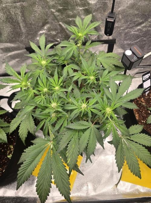 Gorilla Punch Auto. Week 4
