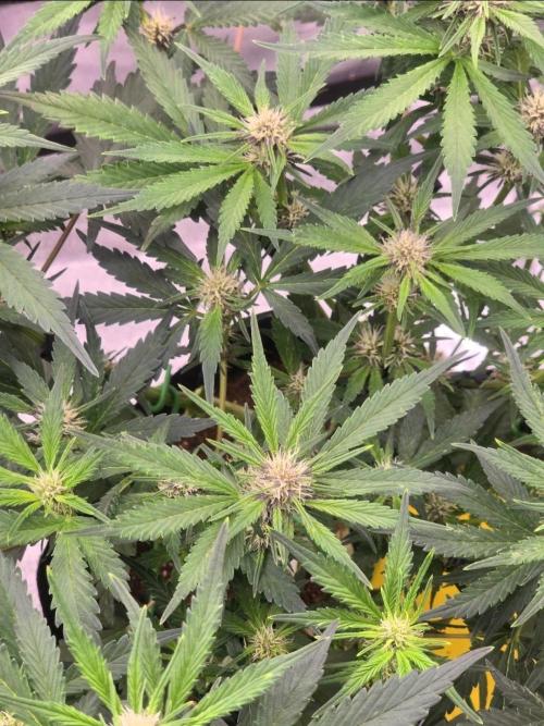 Gorilla Punch Auto. Week 5