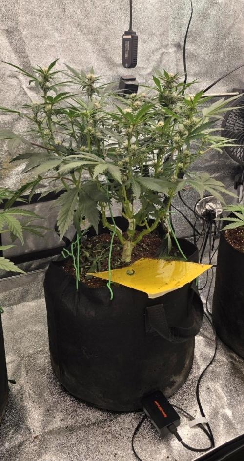 Gorilla Punch from Fast Buds 42. Week 6