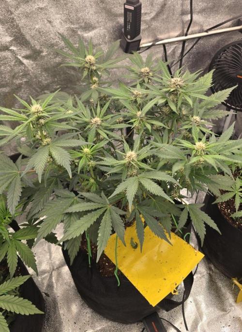 Gorilla Punch from Fast Buds 42. Week 6