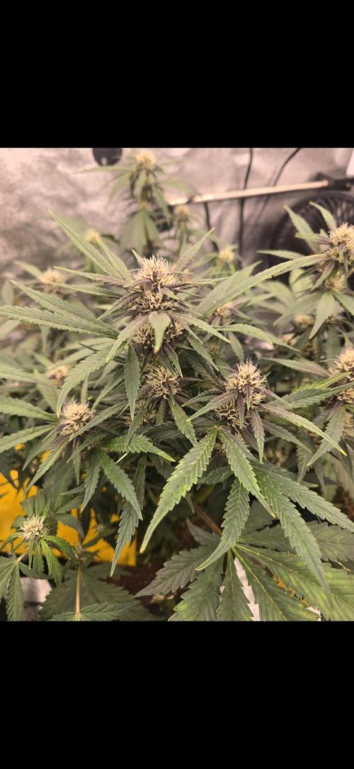 Gorilla Punch from Fast Buds 42. Week 6