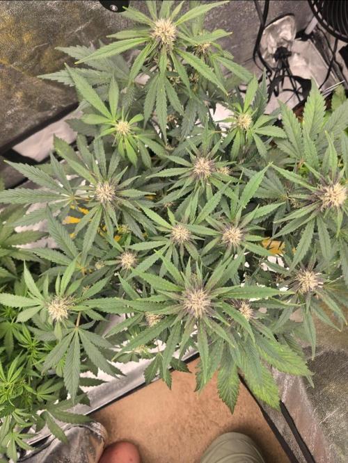 Gorilla Punch from Fast Buds 42. Week 6