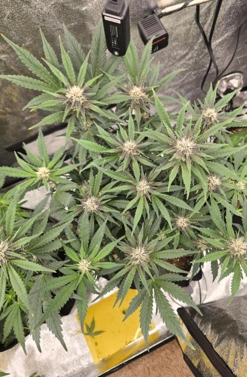 Gorilla Punch from Fast Buds 42. Week 6