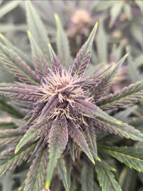 Gorilla Punch from Fast Buds 42. Week 6