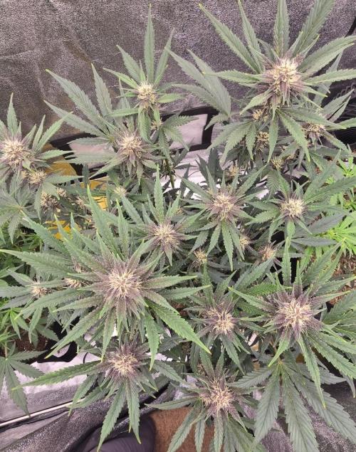 Gorilla Punch from Fast Buds 42. Week 6