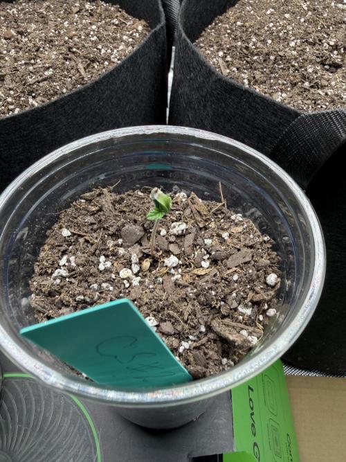Gassy Eddy and Couch Slumper. Week 1