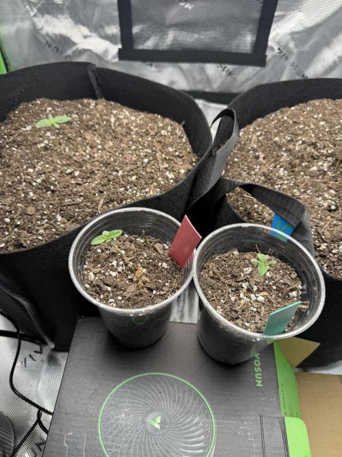 Gassy Eddy and Couch Slumper. Week 1