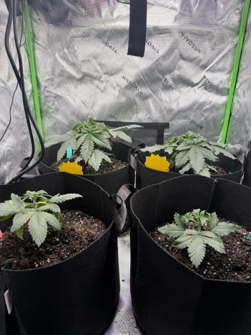 Gassy Eddy and Couch Slumper. Week 3
